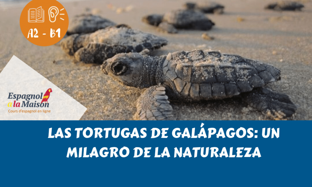 las tortugas