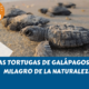 las tortugas