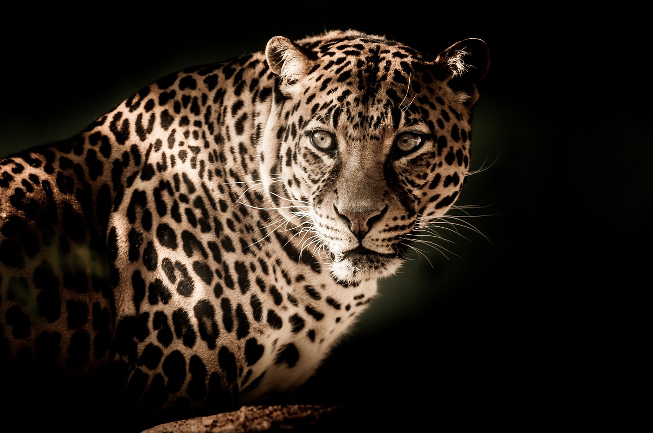 leopardos animales