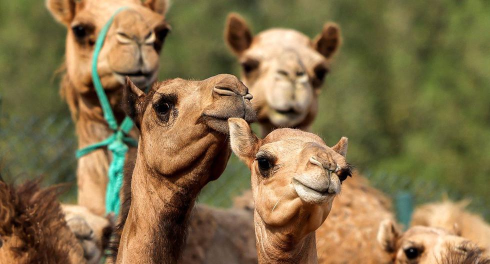 los camellos