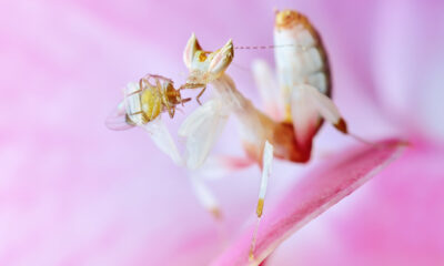 mantis orquidea