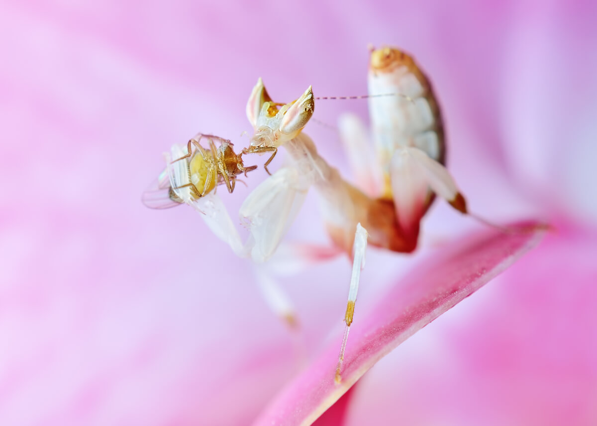 mantis orquidea