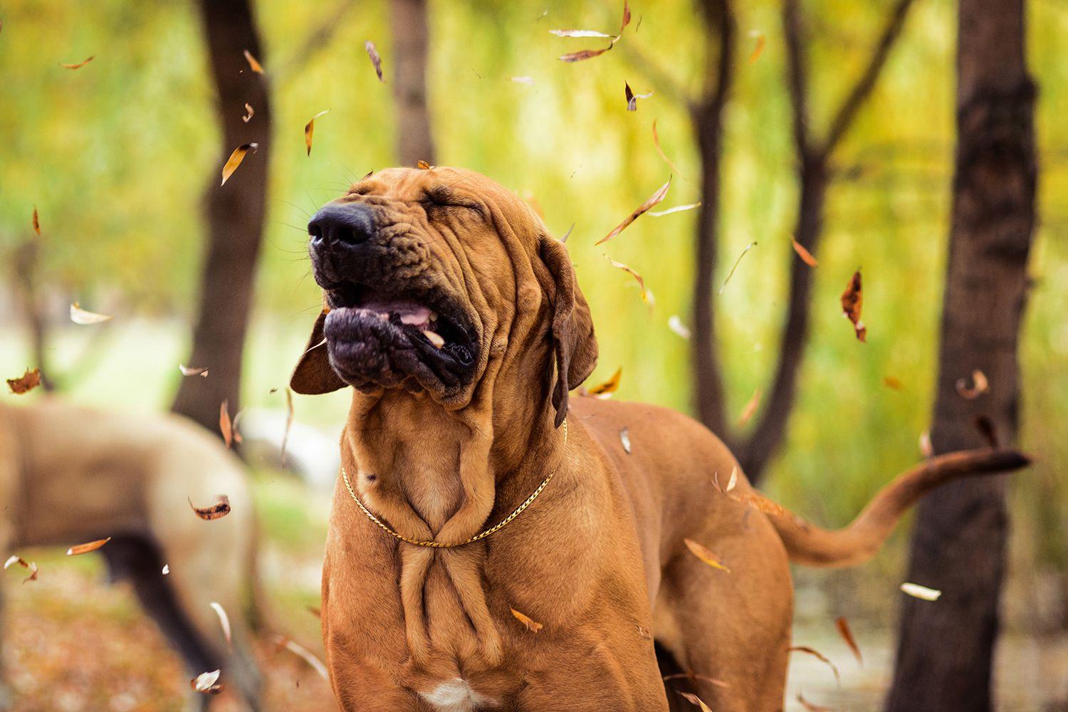 perro estornuda