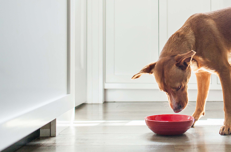 perros comer