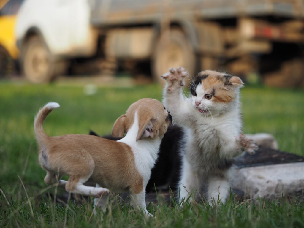 perros gatos