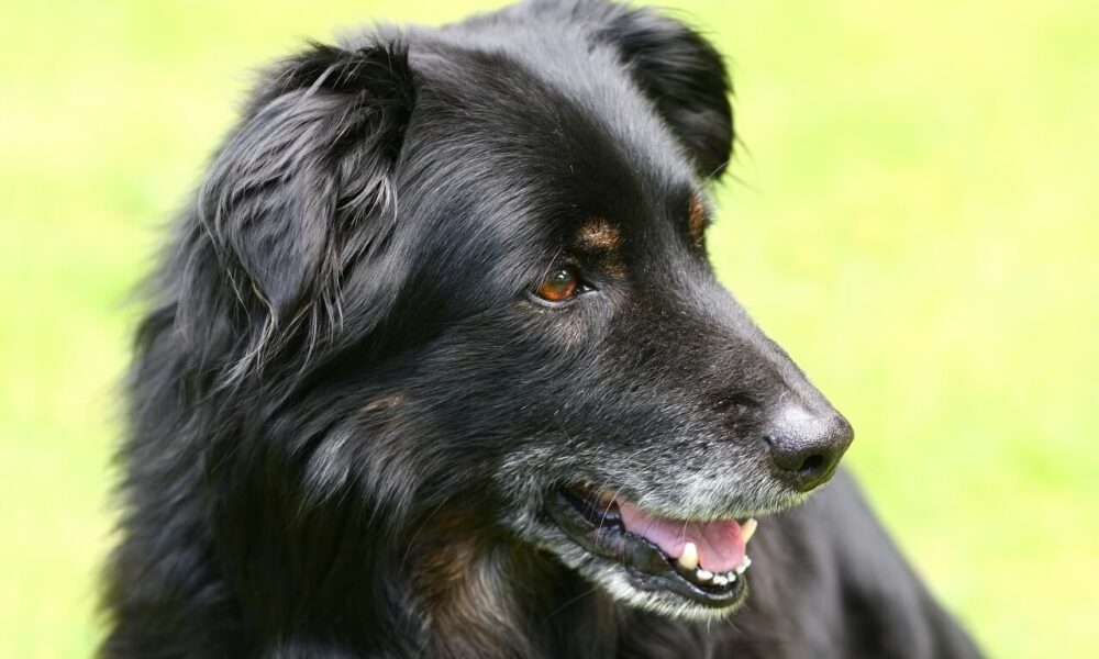 perros mayores