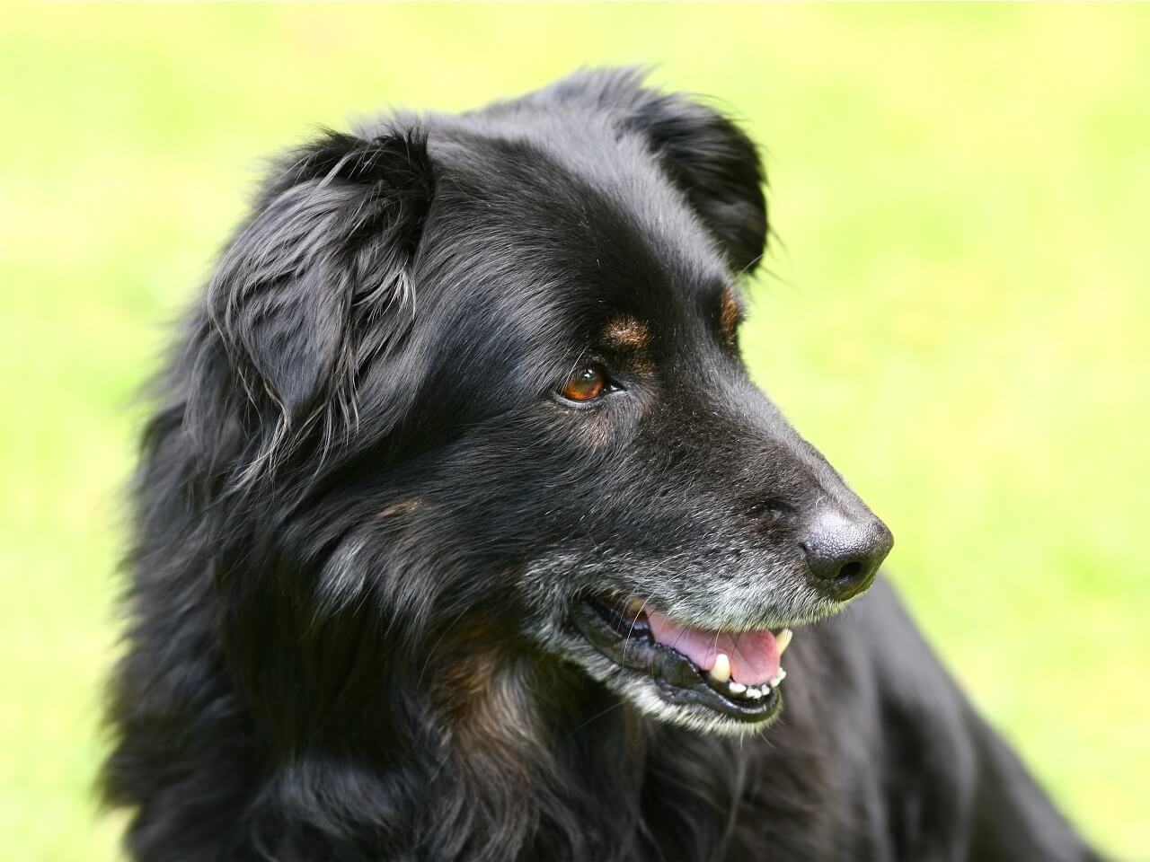 perros mayores