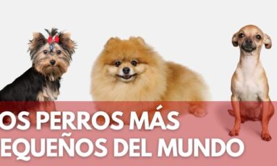 perros mundo