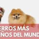 perros mundo