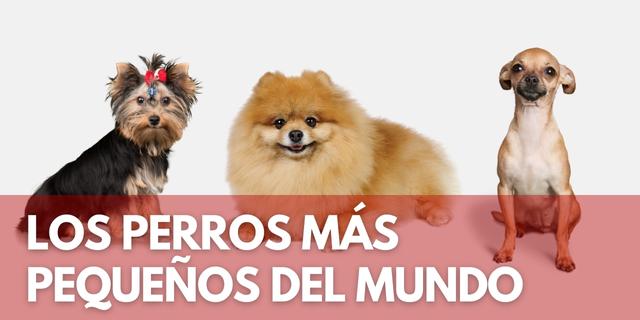 perros mundo