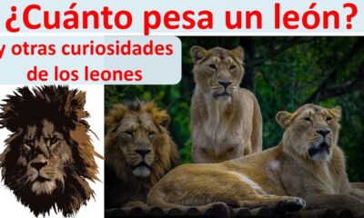 peso leon