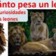 peso leon