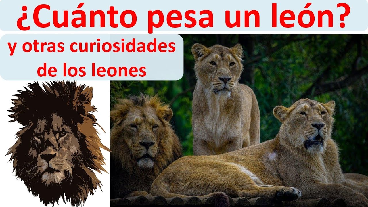 peso leon