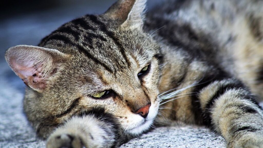 S Ntomas De La Rabia En Gatos C Mo Identificarla A Tiempo Todo Sobre Tu Mascota