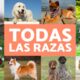 raza perro