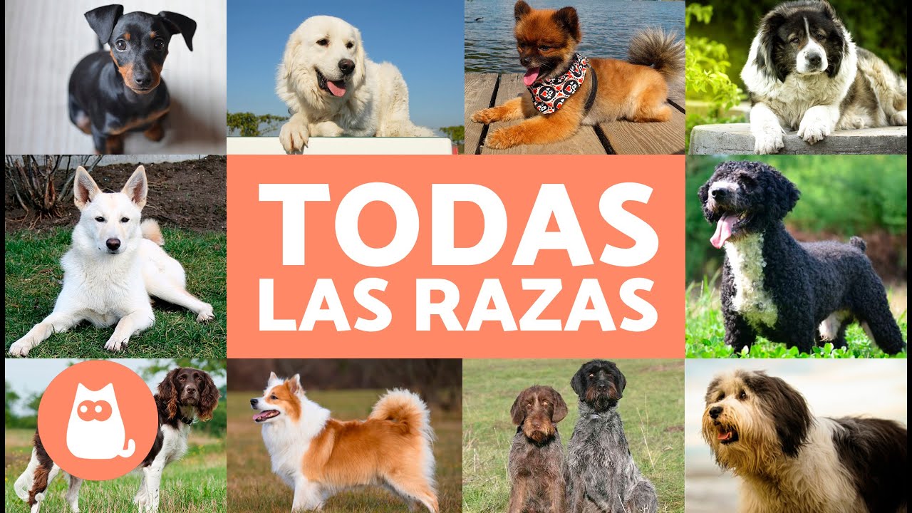 raza perro