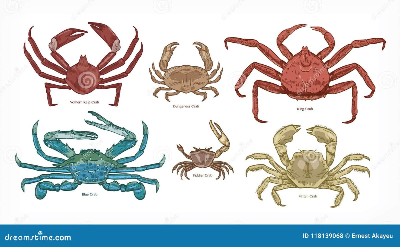 Descubre los diferentes tipos de cangrejos de mar: características y