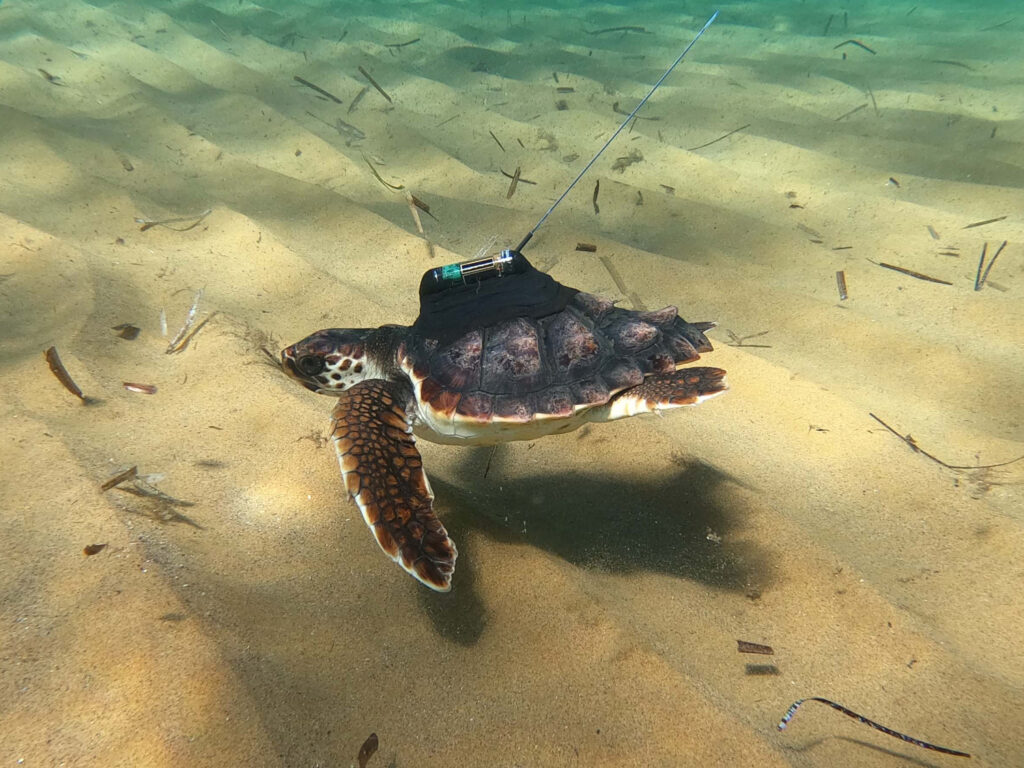 tortugas marinas