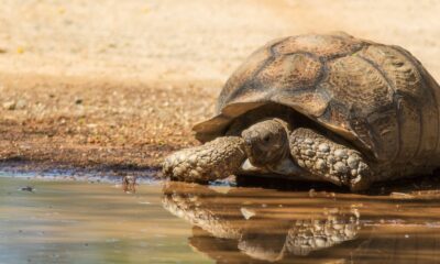 tortugas tierra