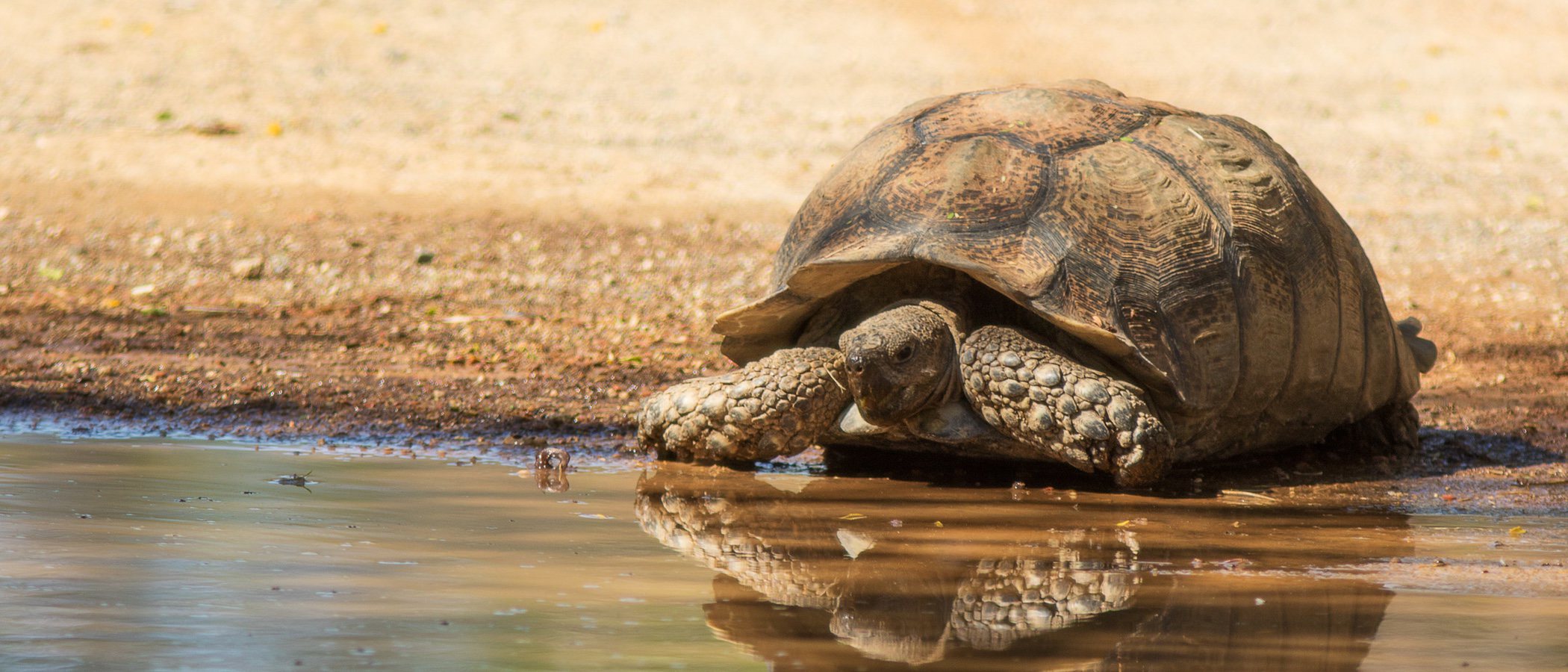 tortugas tierra